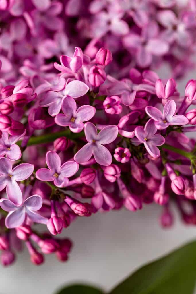 A close-up view of lilac flowers