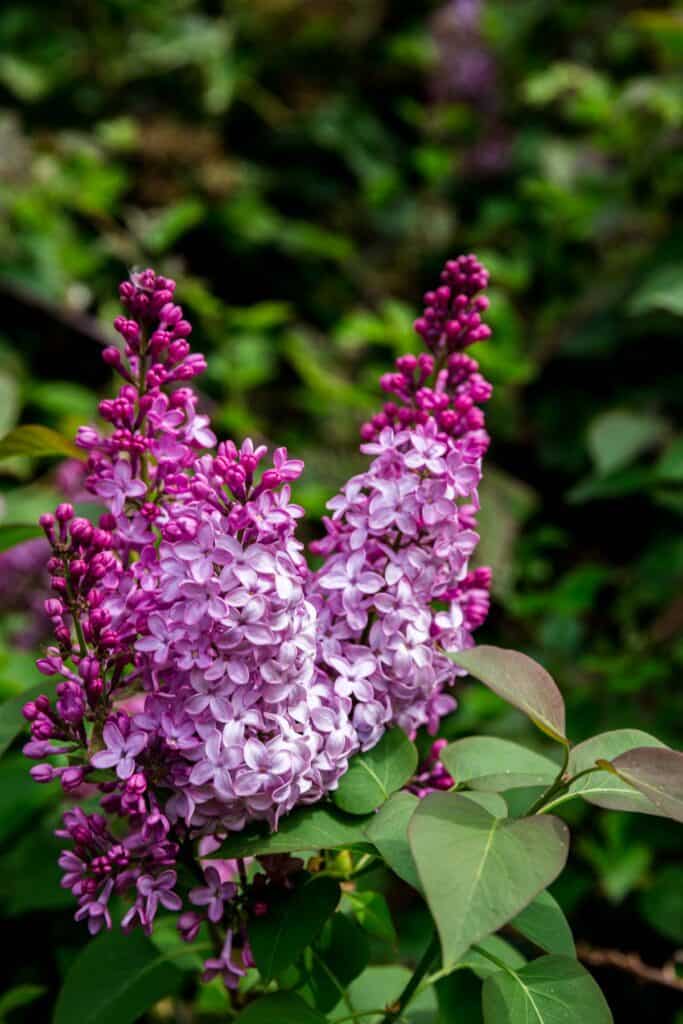 Lilacs flowering on the bush