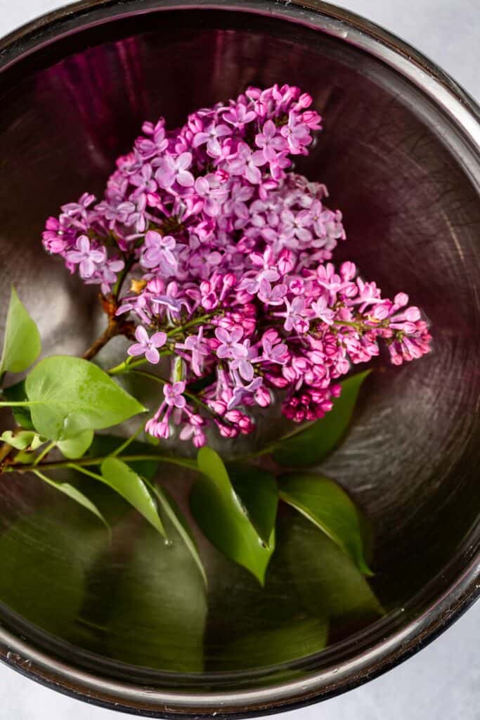 Lilacs soaking in a stainless steel bowl